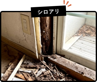 シロアリの不動産買取・売却・査定